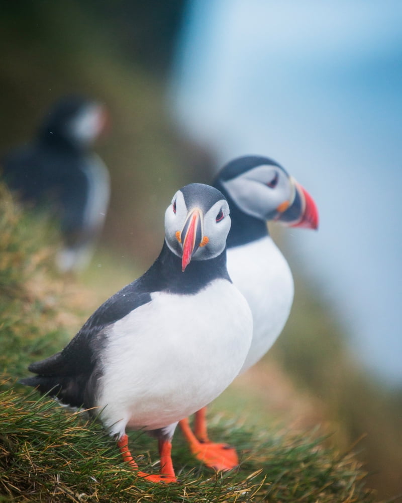 Atlantic Puffins (Fratercula arctica) Iceland Canvas Art - Panoramic Images (29 x 36)