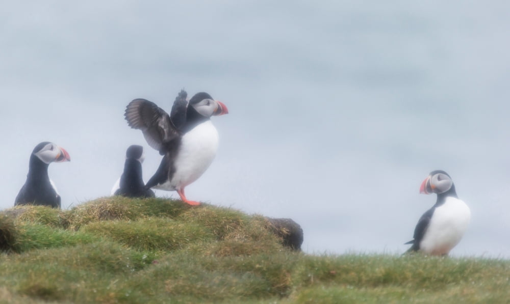 Atlantic Puffins (Fratercula arctica) Iceland Canvas Art - Panoramic Images (40 x 24)
