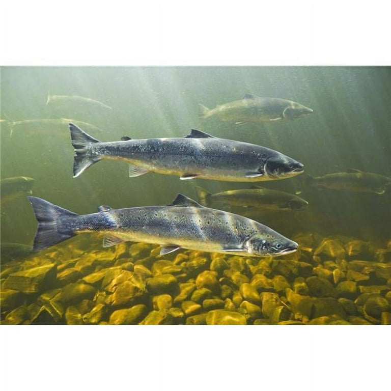 Atlantic Salmon Adults Migrate From Salt Water of North Atlantic