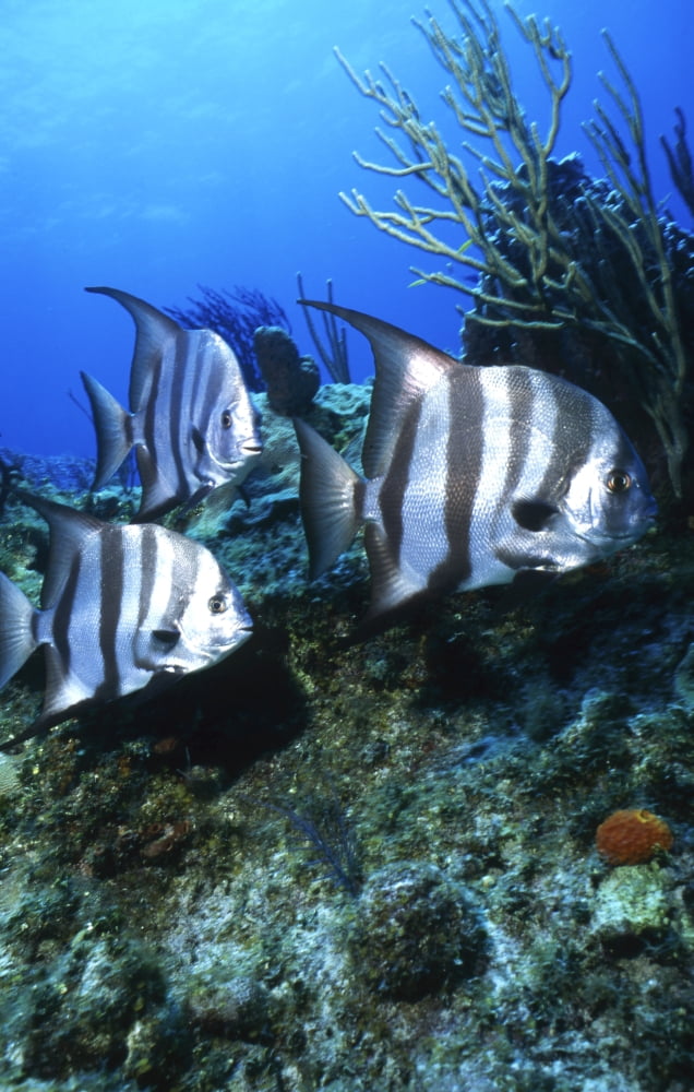 Atlantic Spadefish Bahamas Canvas Art - Beverly FactorStocktrek Images (12 x 18)