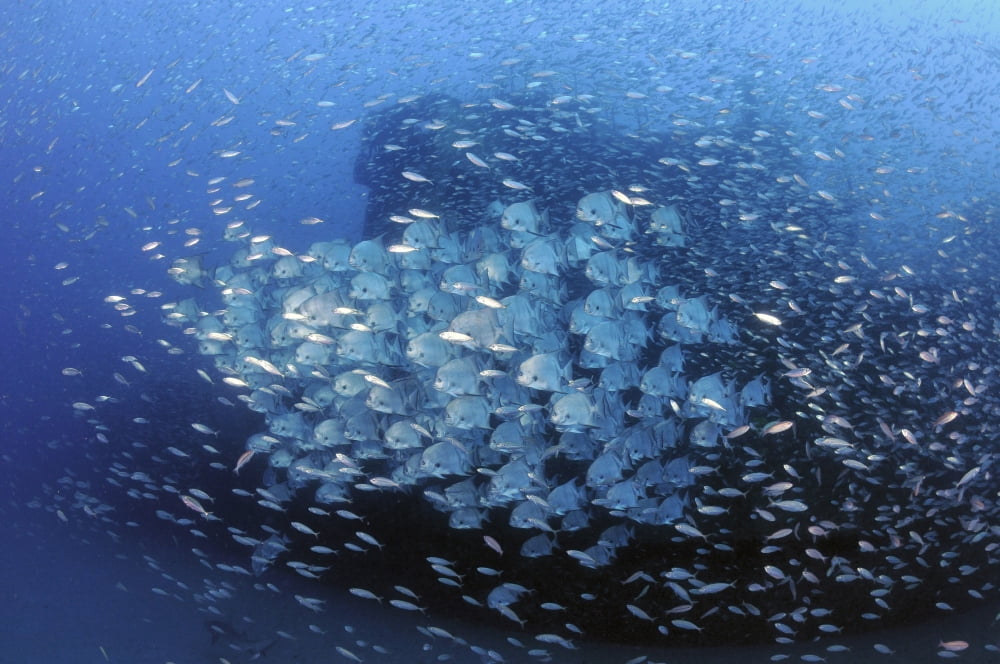 Atlantic Spadefish and baitfish school against the wreck of USCG Cutter Spar Canvas Art - Karen DoodyStocktrek Images (18 x 12)