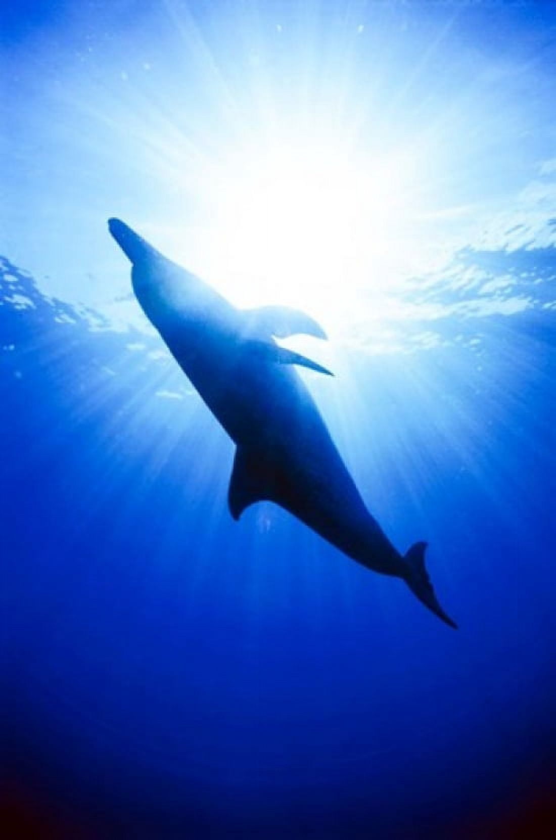 Atlantic Spotted Dolphin Bahamas Canvas Art - Greg Johnston DanitaDelimont (18 x 24)