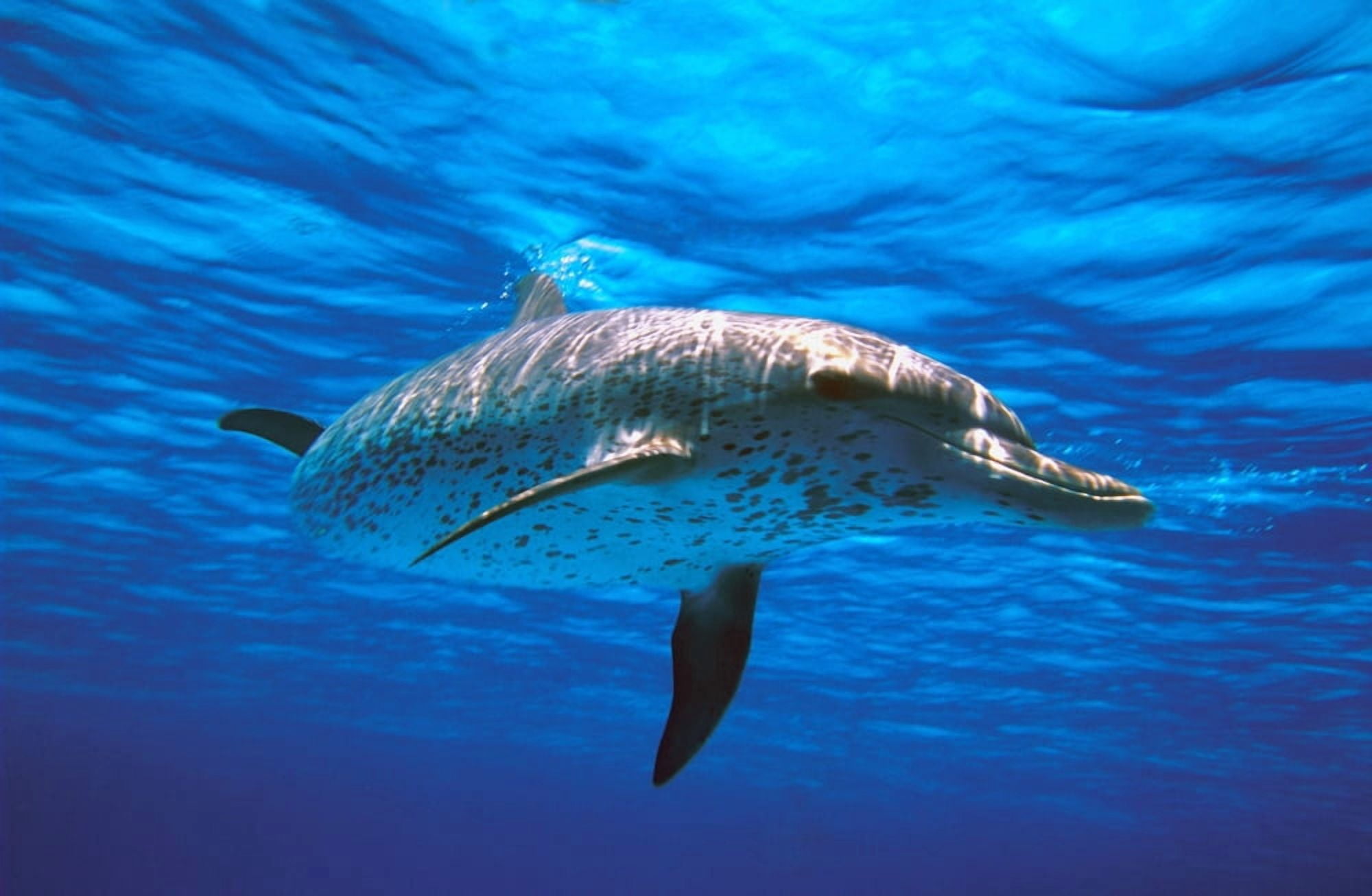 Atlantic Spotted Dolphin Canvas Art - Carson Ganci Design Pics (17 x 11)