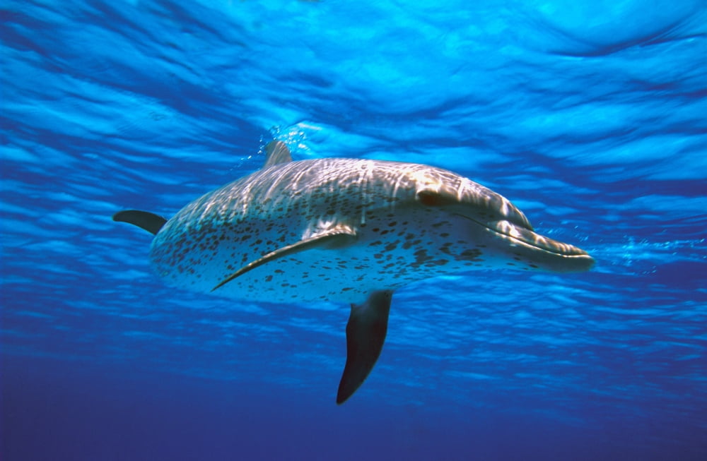 Atlantic Spotted Dolphin Canvas Art - Carson Ganci Design Pics (34 x 22)