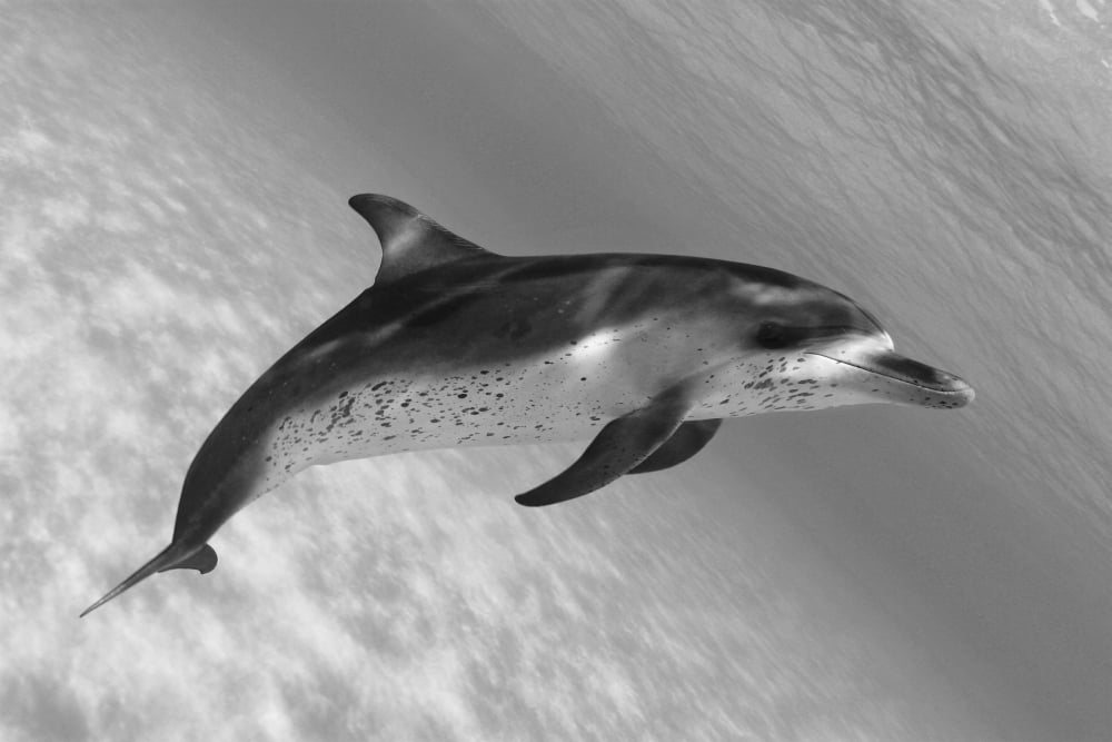 Atlantic Spotted Dolphin (Stenella Plagiodon) In Shallow Clear Ocean Water (Black And White Photograph) Canvas Art - Dave Fleetham Design Pics (18 x 12)