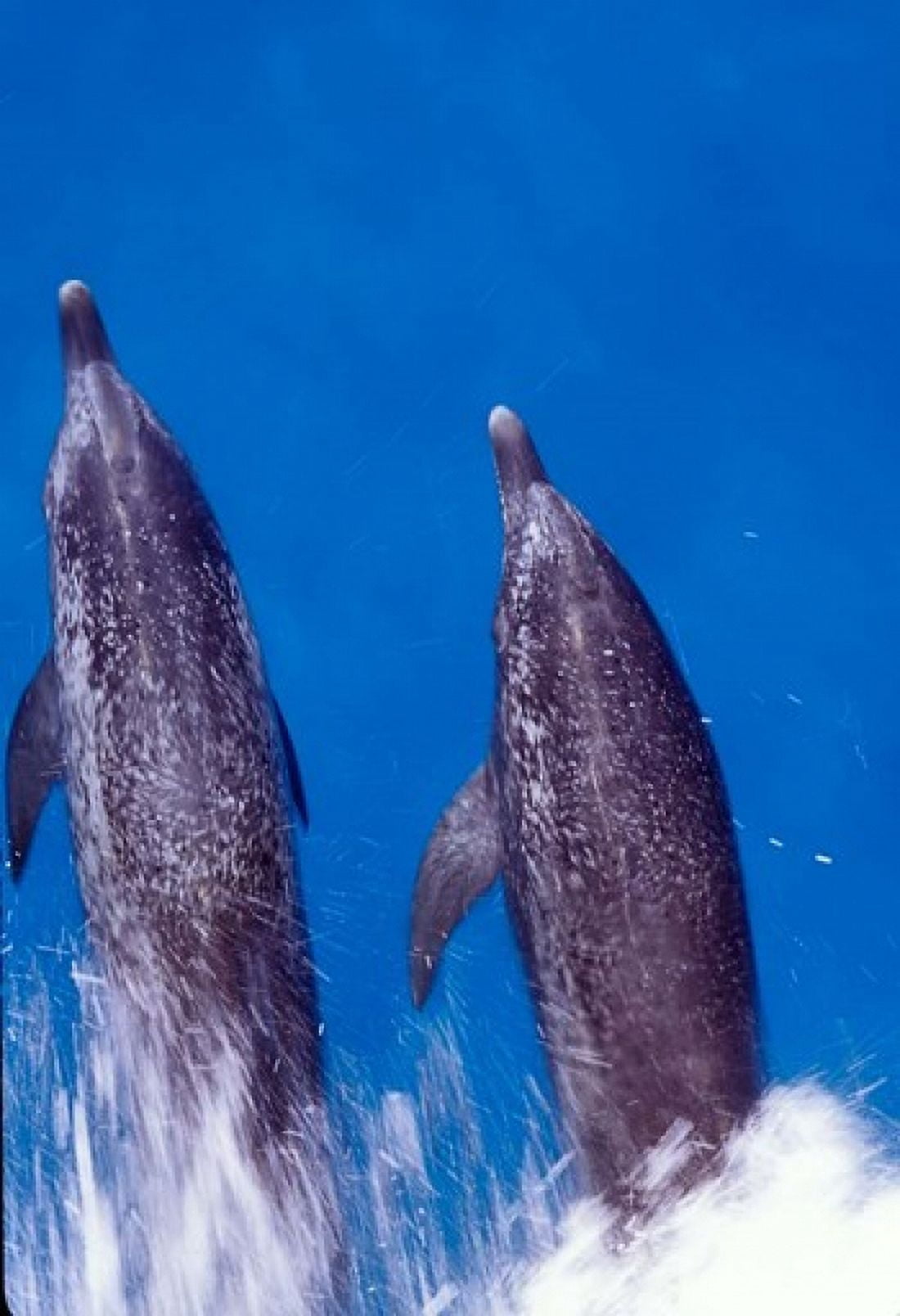 Atlantic Spotted Dolphins Bimini Bahamas Canvas Art - Greg Johnston DanitaDelimont (24 x 35)