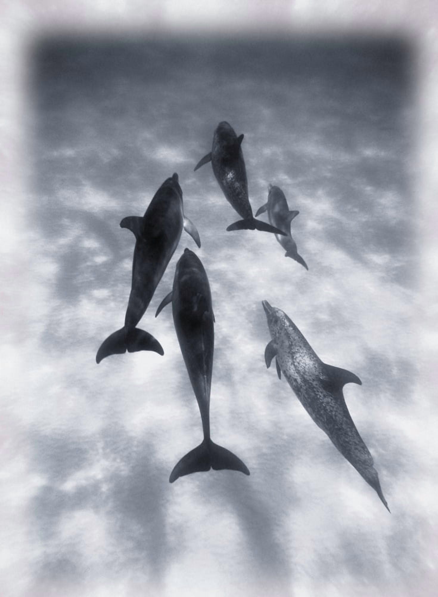 Atlantic Spotted Dolphins Canvas Art - Carson Ganci Design Pics (24 x 32)