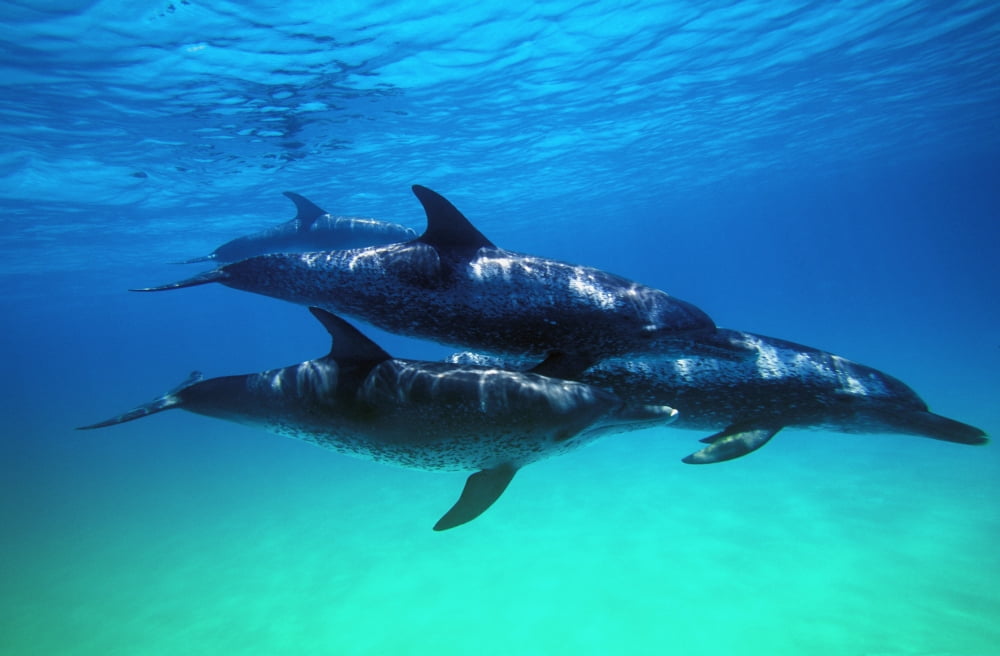 Atlantic Spotted Dolphins Canvas Art - Carson Ganci Design Pics (34 x 22)