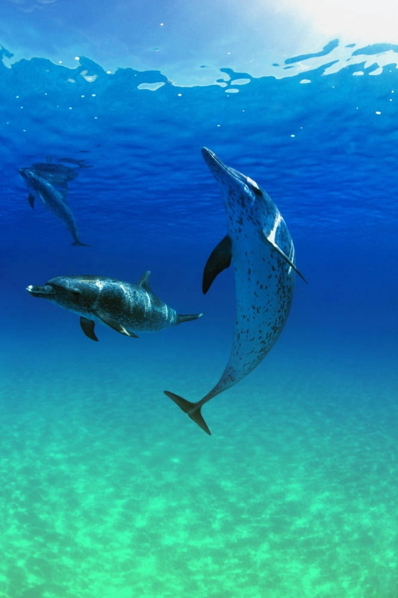 Atlantic Spotted Dolphins In The Bahamas Canvas Art - Carson Ganci Design Pics (22 x 34)