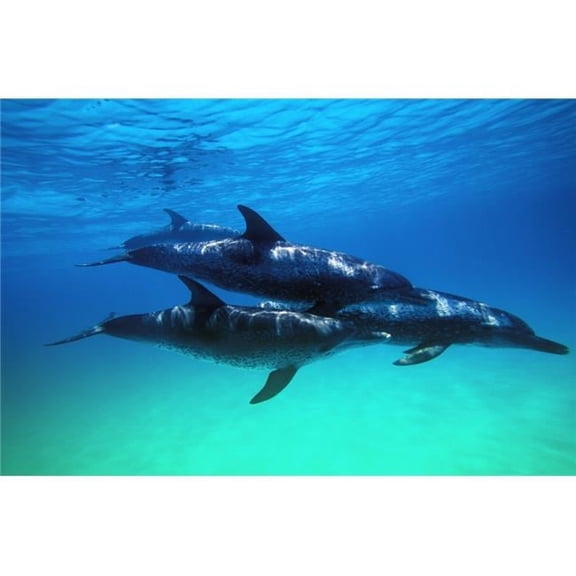 Atlantic Spotted Dolphins Poster Print by Carson Ganci, 34 x 22 - Large