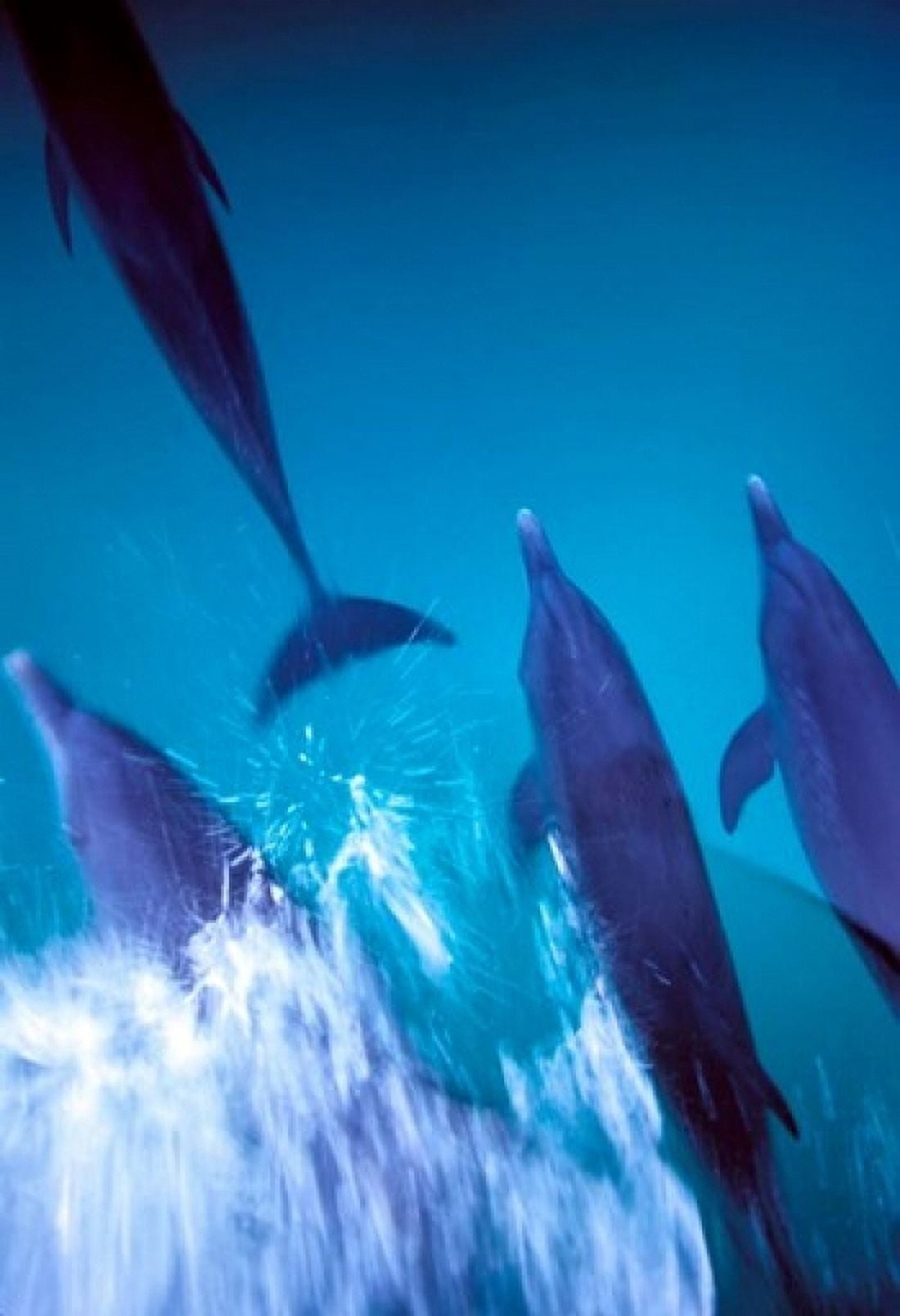 Atlantic Spotted Dolphins standing Bimini Bahamas Canvas Art - Greg Johnston DanitaDelimont (12 x 17)