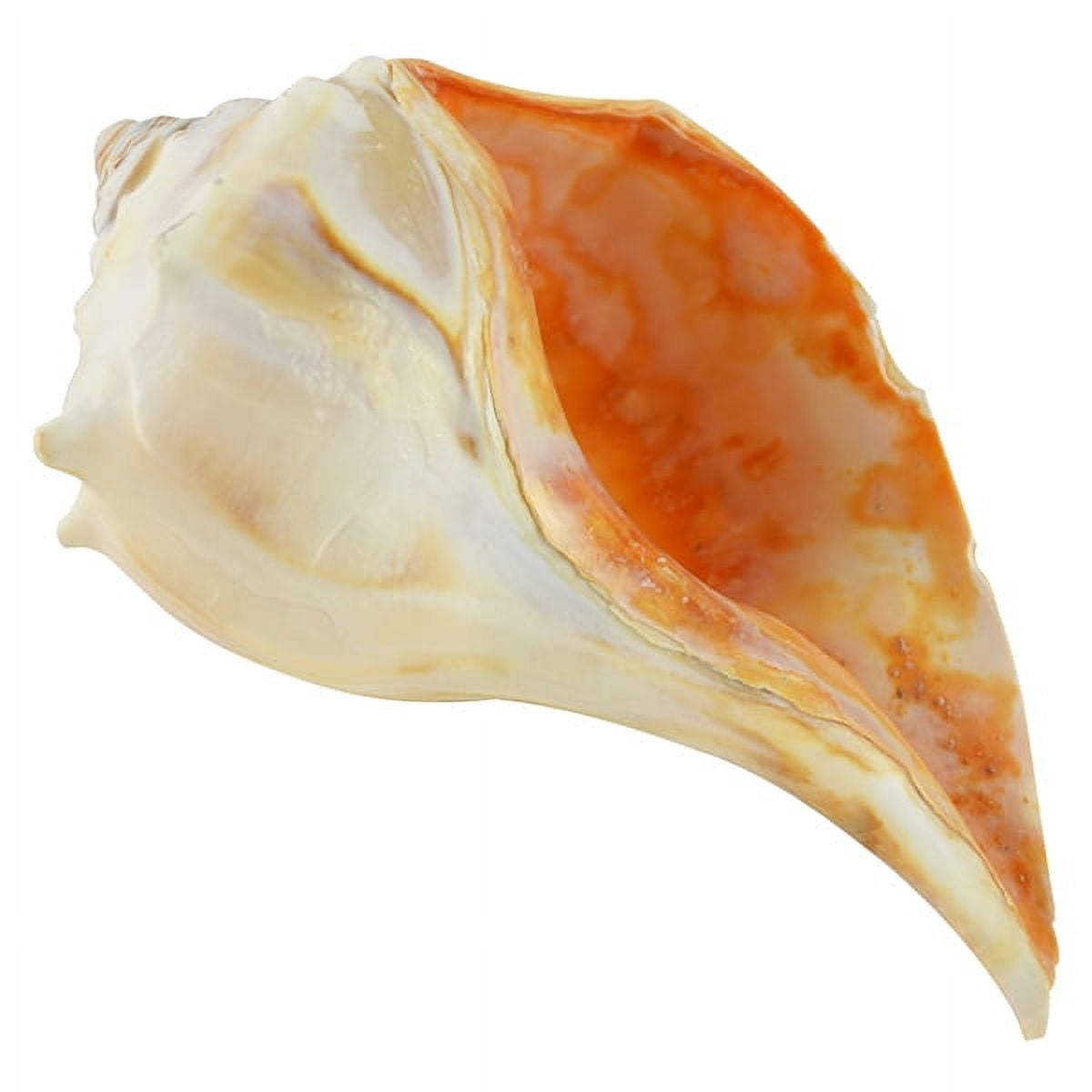 Atlantic Whelk Seashell Decorative Shell 8-9