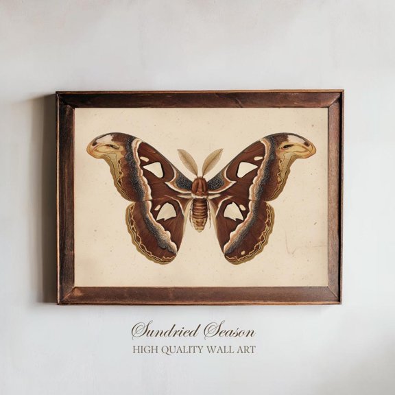 Atlas Moth Wall Art Giant Tropical Insect Antique Nature Office Library, Unframed Paper Poster 8x10in
