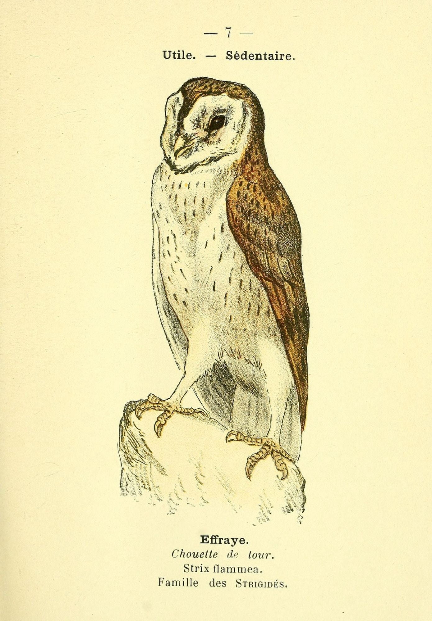 Atlas de poche des oiseaux de France 1898 Owl 1 Canvas Art - Unknown (18 x 24)