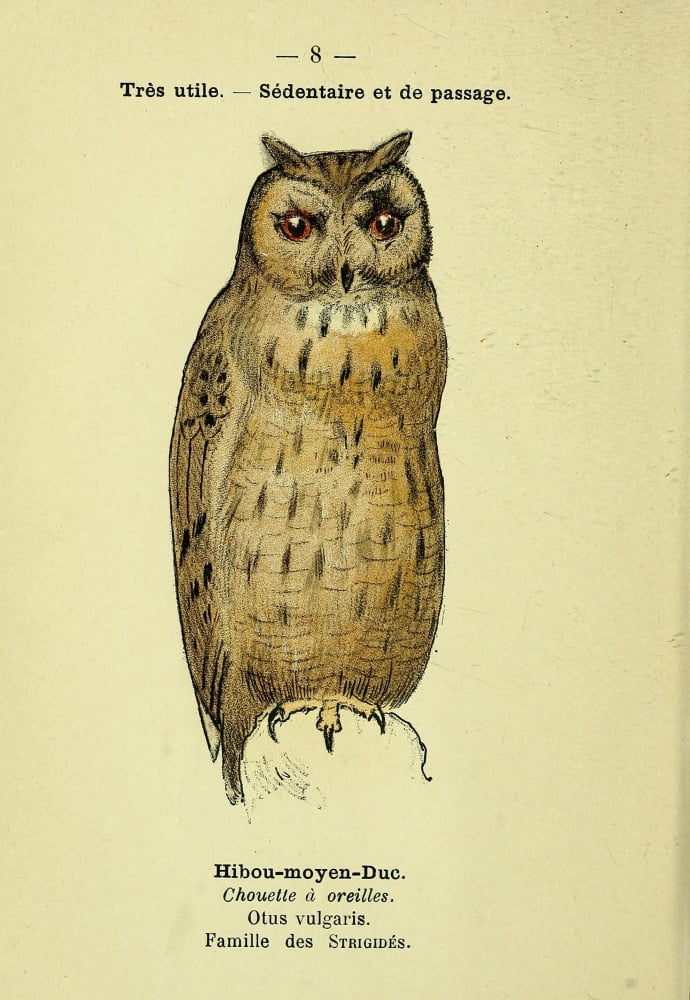 Atlas de poche des oiseaux de France 1898 Owl 2 Canvas Art - Unknown (24 x 36)