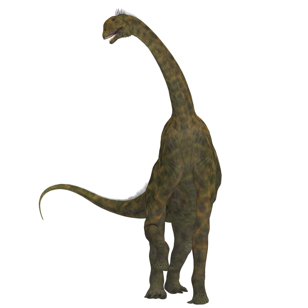 Atlasaurus dinosaur on white background Canvas Art - Corey FordStocktrek Images (28 x 28)