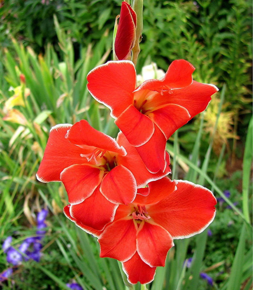 Atom Hardy Gladiolus 10 Bulbs 10/12 cm - Heirloom - Vermillion Red - image 1 of 2
