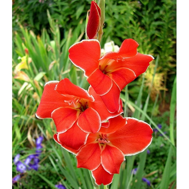 Atom Hardy Gladiolus 10 Bulbs 10/12 cm - Heirloom - Vermillion Red
