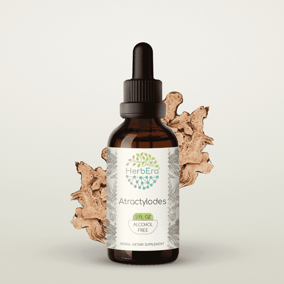 HerbEra Atractylodes Tincture, Herbal Dietary Supplement for Immune Support, Atractylodes (Cang Zhu, Atractylis lancea) Dried Root Extract, Natural, Alcohol-Free, Drops 2 oz