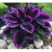 Attractive Hosta Planting Bulbs,Perennial Herbs,Ornamental,Garden,Peculiar,Home Decoration(Hard-Resistant,Seedless,Non-Artificial)