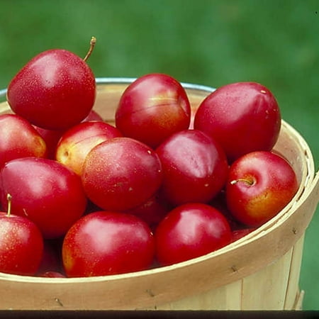 Au Roadside Plum Standard Dormant Bare Root Starter Fruit Tree, 1-Pack