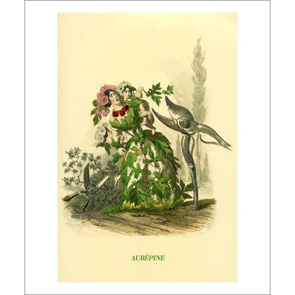 Aubepine and Hawthorn, J.J. Granville