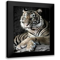 Aubert, Tananarive 12x14 Black Modern Framed Museum Art Print Titled - Sumatran Tiger