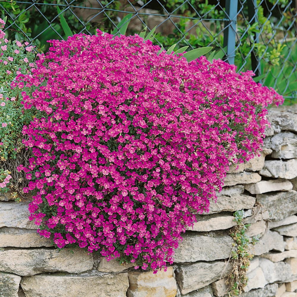 Outsidepride 2000 Aubrieta Hybrida Superbissima Cascade Red Plant Seeds,  Easy to Grow - Walmart.com