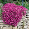 thumbnail image 1 of Outsidepride 2000 Aubrieta Hybrida Superbissima Cascade Red Plant Seeds, Easy to Grow, 1 of 8