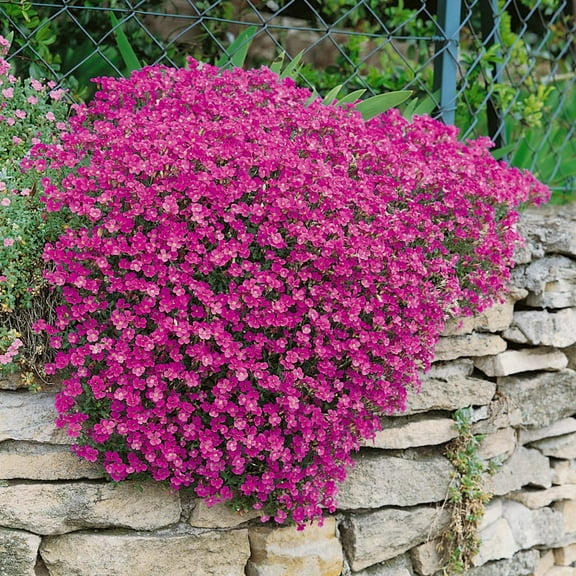 Outsidepride 2000 Aubrieta Hybrida Superbissima Cascade Red Plant Seeds, Easy to Grow