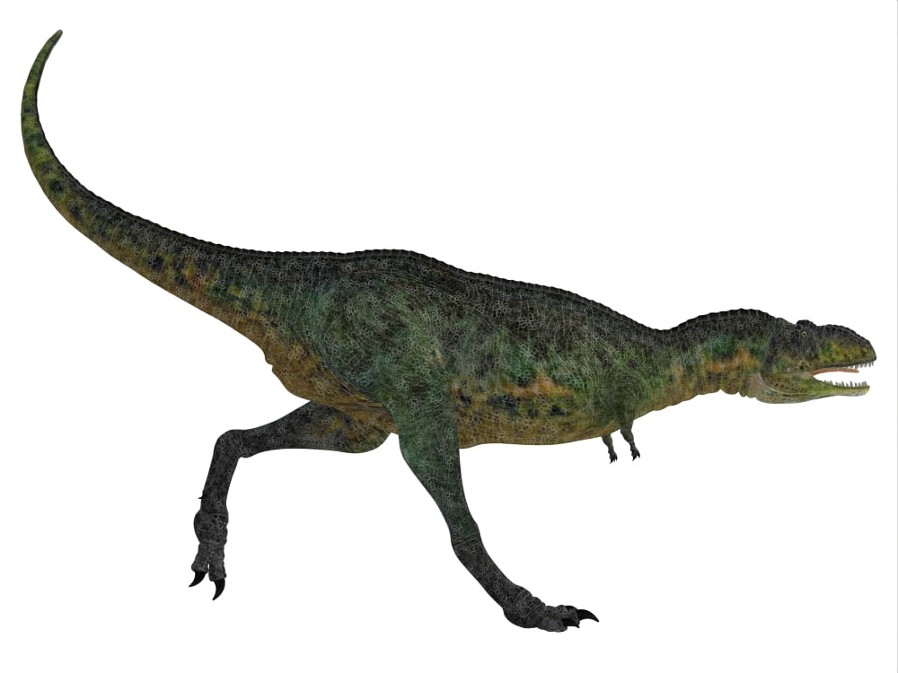 Aucasaurus dinosaur Canvas Art - Corey FordStocktrek Images (17 x 13)