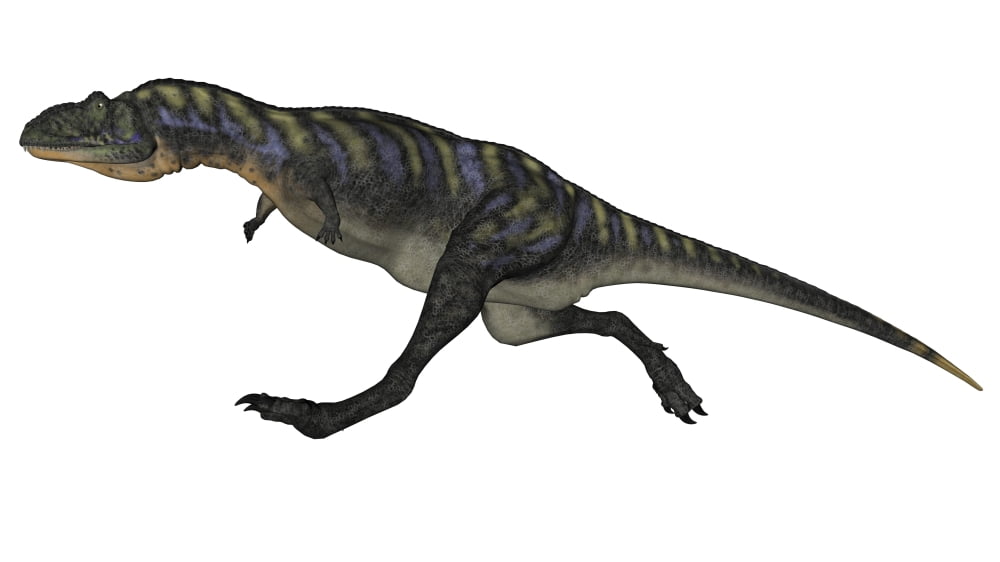 Aucasaurus dinosaur isolated on white background Canvas Art - Elena DuvernayStocktrek Images (19 x 11)
