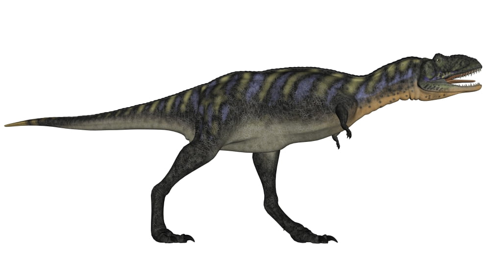 Aucasaurus dinosaur isolated on white background Canvas Art - Elena DuvernayStocktrek Images (37 x 21)
