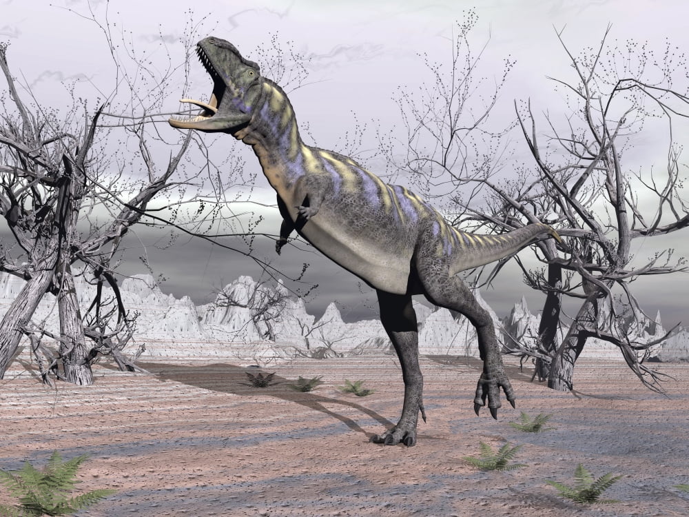 Aucasaurus dinosaur roaring in the desert Canvas Art - Elena DuvernayStocktrek Images (17 x 13)