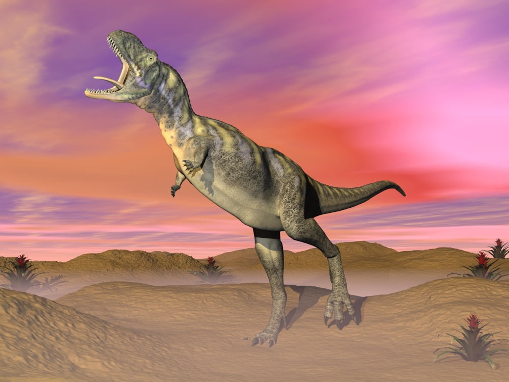 Aucasaurus dinosaur roaring in the desert by sunset Canvas Art - Elena DuvernayStocktrek Images (17 x 13)