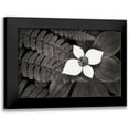 thumbnail image 1 of Audit, Lisa 14x11 Black Modern Framed Museum Art Print Titled - Bunchberry and Ferns II BW, 1 of 5