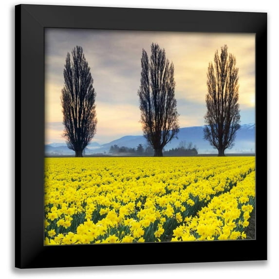 Audit, Lisa 20x20 Black Modern Framed Museum Art Print Titled - Skagit Valley Daffodils II