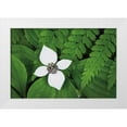 thumbnail image 1 of Audit, Lisa 32x23 White Modern Wood Framed Museum Art Print Titled - Bunchberry and Ferns I color, 1 of 4