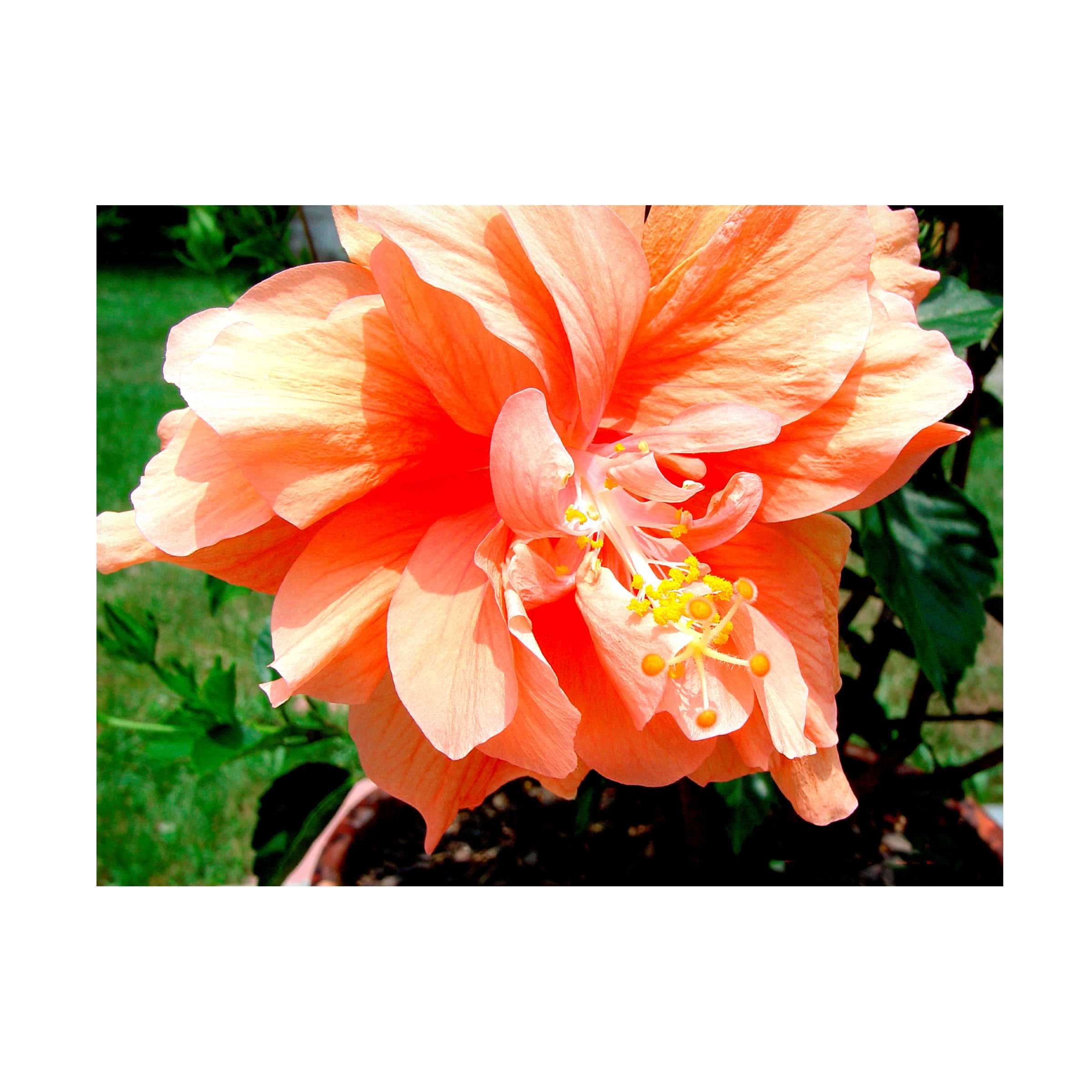 Audrey Double Hibiscus Orange Canvas Print Art 14" x 19"