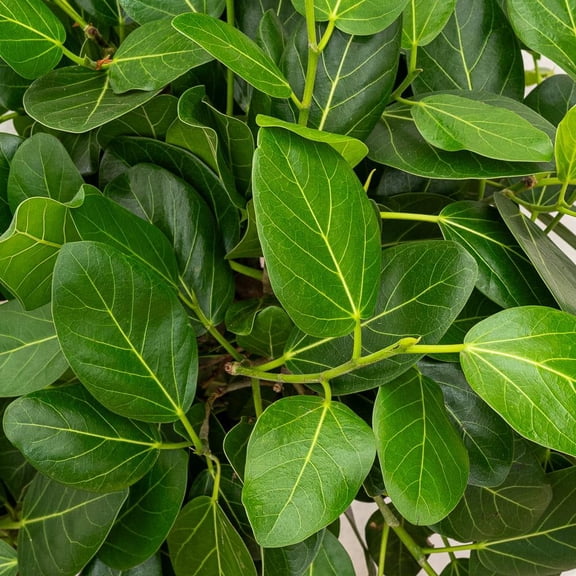 Audrey Fig-Ficus 'Audrey'-Hardy Indoor Plant 14" Pot