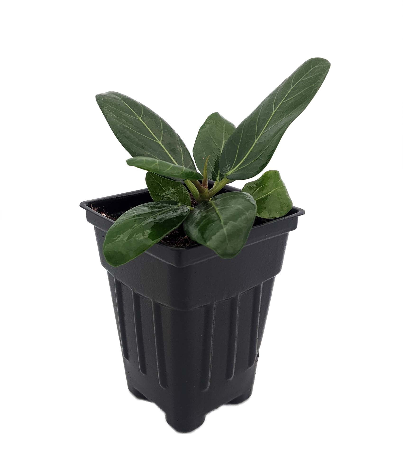 Audrey Indian Banyon Fig Tree - Ficus benghalensis - 2.5" Pot - Easy House Plant