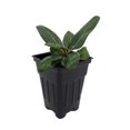 thumbnail image 1 of Audrey Indian Banyon Fig Tree - Ficus benghalensis - 2.5" Pot - Easy House Plant, 1 of 3