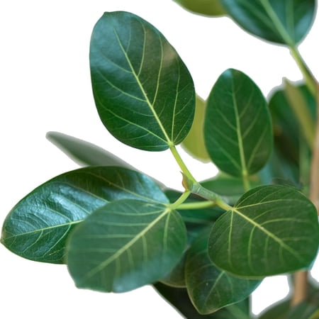 Audrey Indian Banyon Fig Tree - Ficus benghalensis - 4" Pot