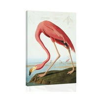 Audubon American Flamigo - CANVAS OR PRINT WALL art