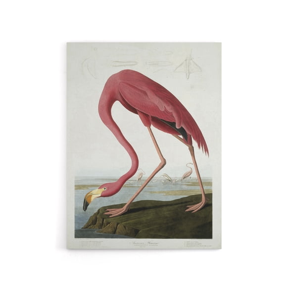 Audubon American Flamingo in Coastal Landscape Canvas Wall Art Print 18x24"
