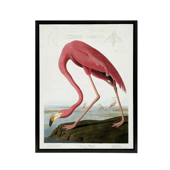 Audubon American Flamingo in Coastal Landscape Framed Canvas Wall Art 18x24"