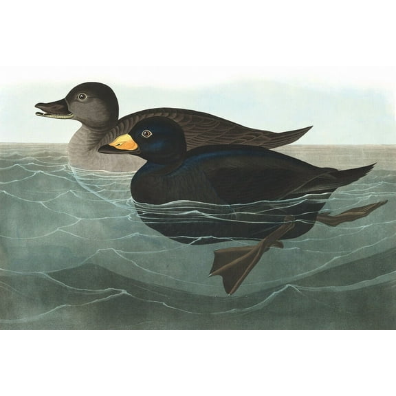 Audubon American Scoter Duck - Canvas OR Print Wall Art