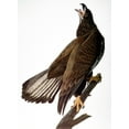 thumbnail image 1 of Audubon: Bald Eagle. /N[Immature] Bald Eagle (Haliaeetus Leucocephalus), From John James Audubon'S 'Birds Of America,' 1827-1838. Poster Print by  (24 x 36), 1 of 1