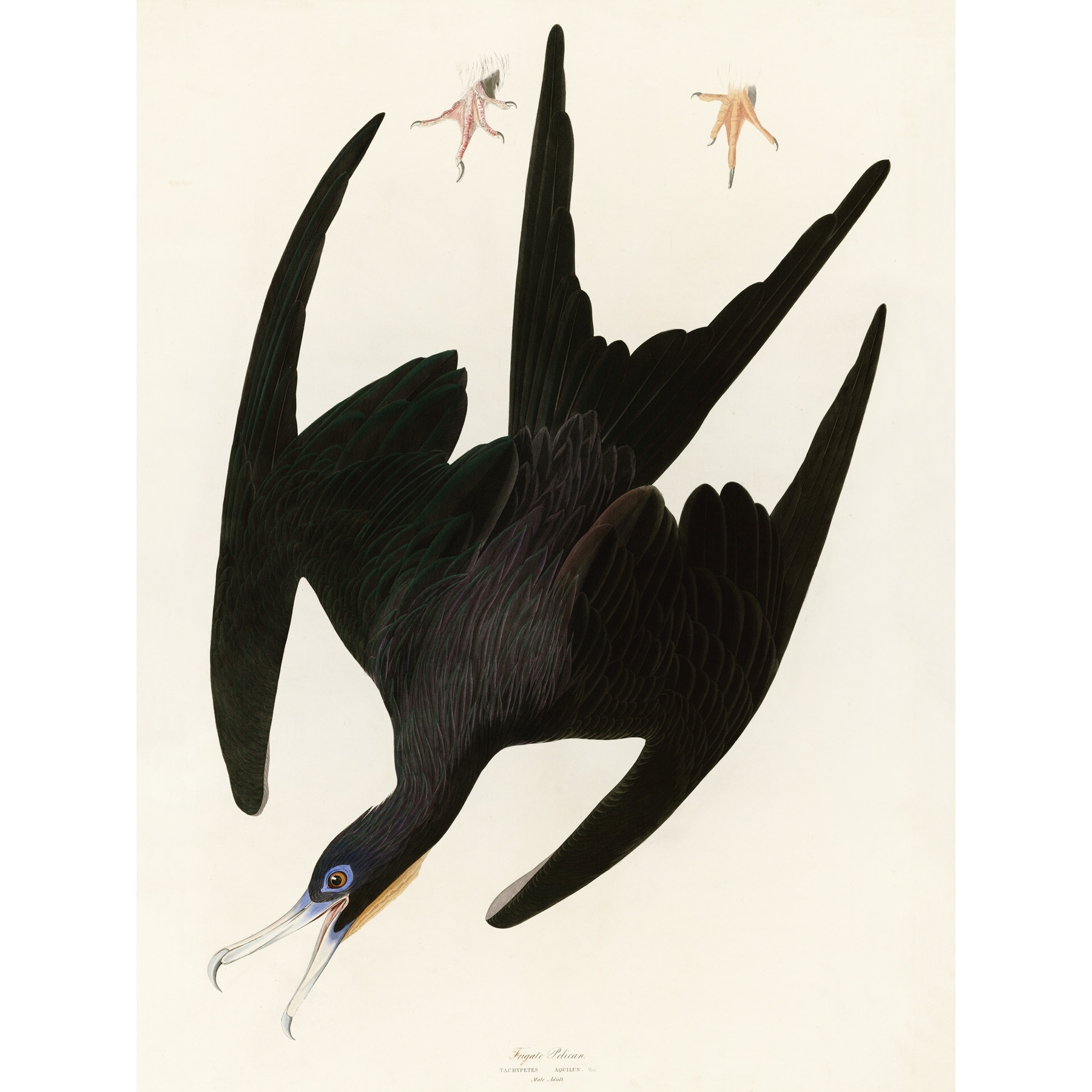 Audubon Birds Frigate Pelican Painting Extra Large XL Wall Art Poster ...