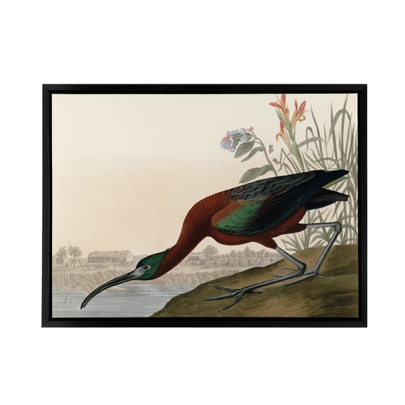 Audubon Birds Glossy Ibis Painting Black Framed Canvas Wall Art Print 24X32"